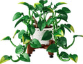 11512 Hanging Golden Pothos product image 1, provided for visual reference and product detail review