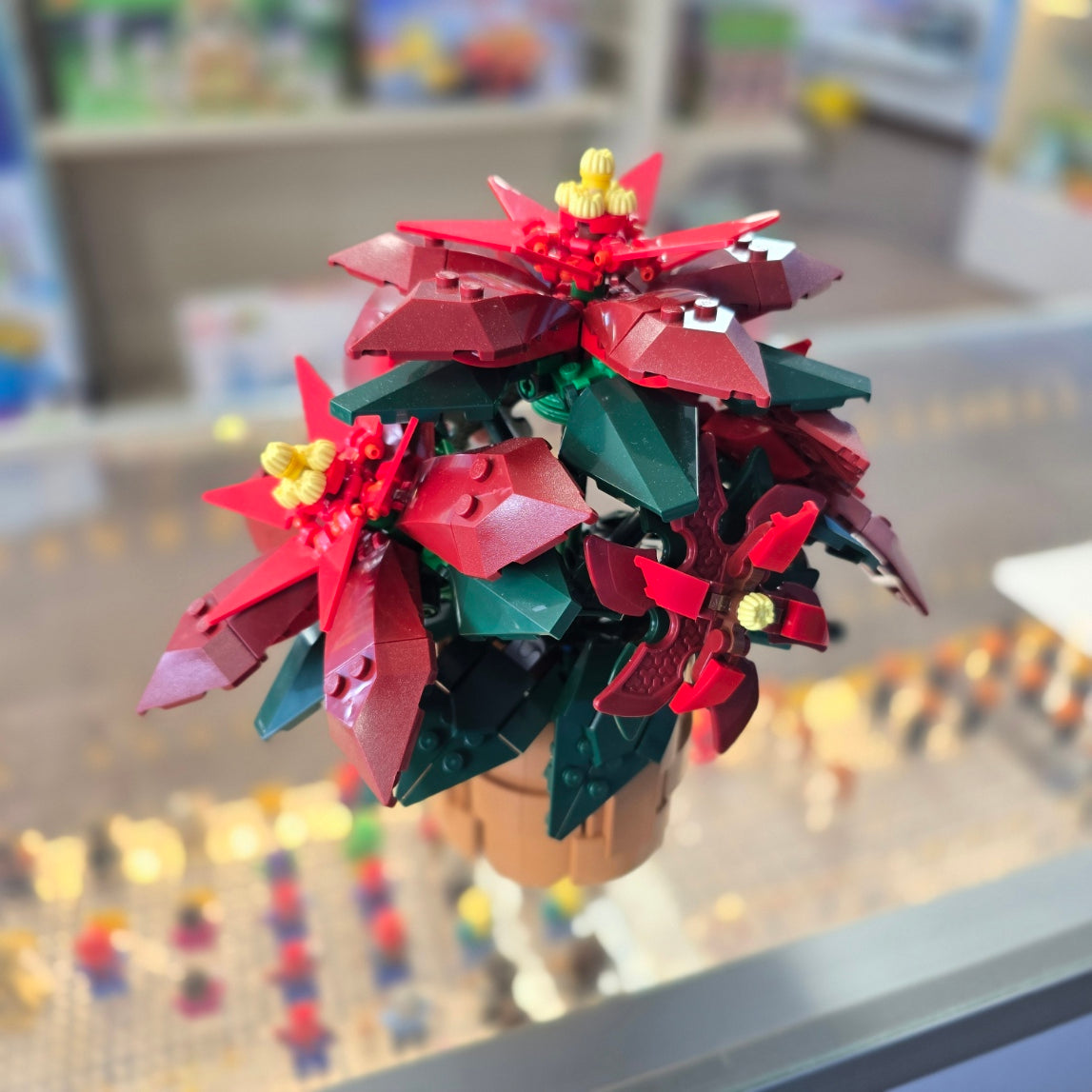 10370 Poinsettia Plant (Previously Owned) product image 1, provided for visual reference and product detail review