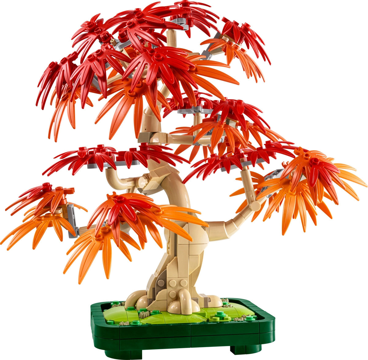 10348 Japanese Maple Tree product image 2, provided for visual reference and product detail review